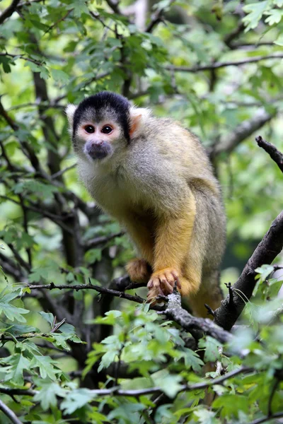 Squirrel monkey on tree — Stock Photo, Image