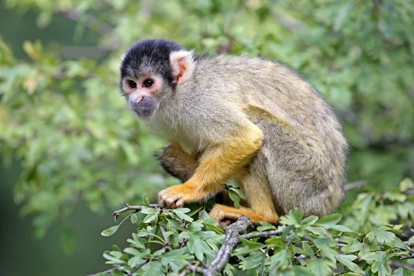 Macaco-esquilo na árvore — Fotografia de Stock