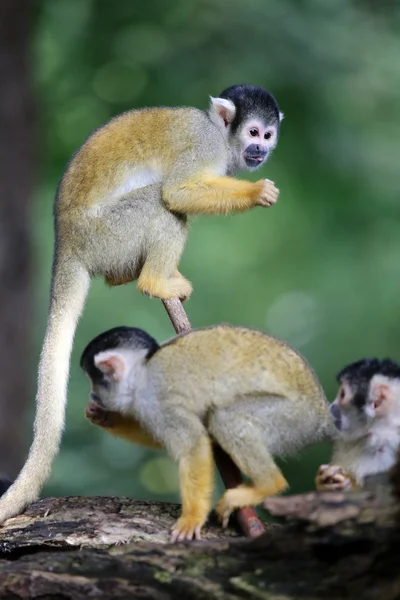 Monos ardilla en el árbol — Foto de Stock