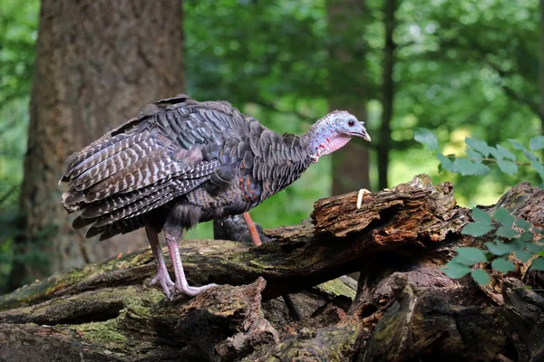 Cute turkey in forest — Stock Photo, Image