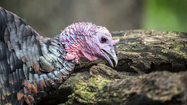 Cute turkey head — Stock Photo, Image