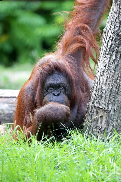 Orangutan monkey poblíž stromu — Stock fotografie