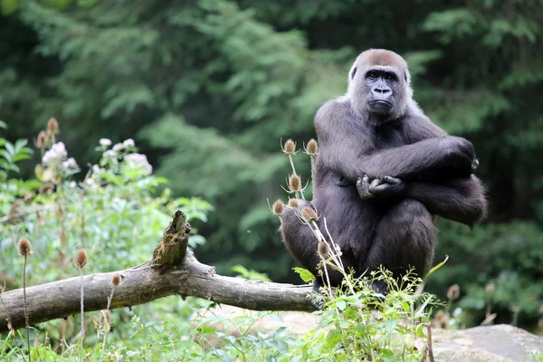 Grande gorila sentado no ramo — Fotografia de Stock