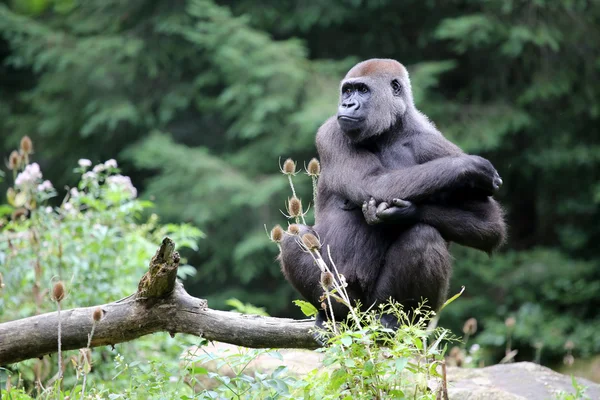 Grande gorila sentado no ramo — Fotografia de Stock