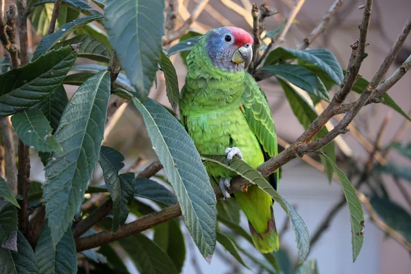 Amazona brasiliensis papuga — Zdjęcie stockowe