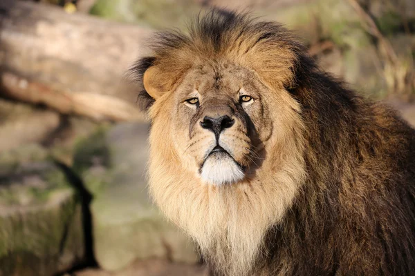 Nagy oroszlán fej — Stock Fotó