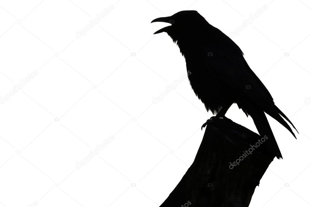 Crow silhouette on white