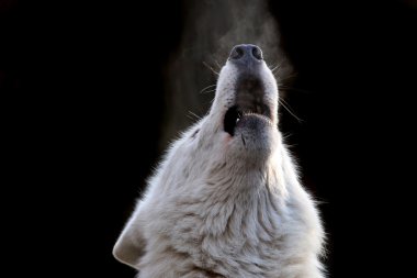 Howling White Hudson Bay Wolf clipart