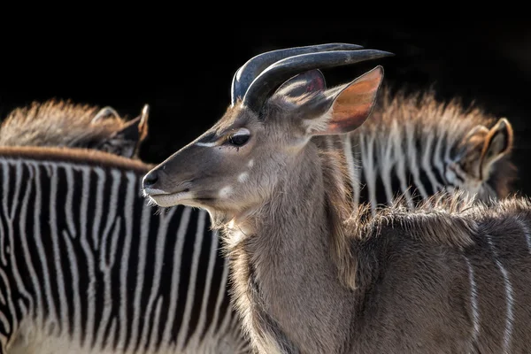 Kudu with zebra on black — Stock Photo, Image