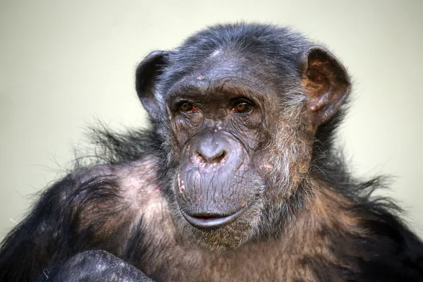 Black funny chimpanzee — Stock Photo, Image