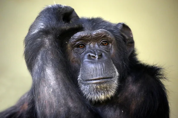 Siyah komik şempanze — Stok fotoğraf