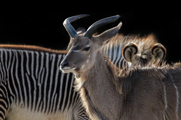 Kudu with zebra on black — Stock Photo, Image