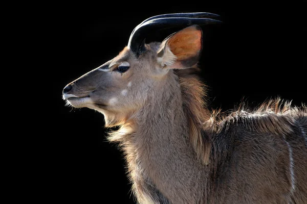 Kudu isolato su nero — Foto Stock