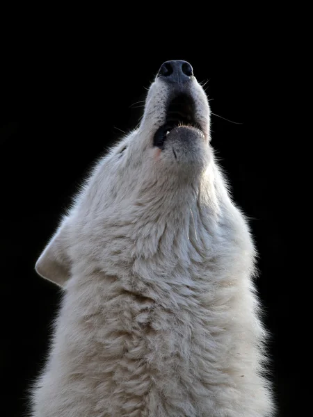 Uivando branco Hudson Bay lobo — Fotografia de Stock