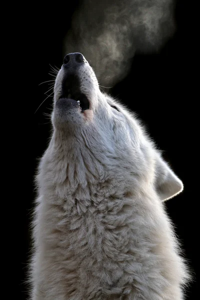 Howling White Hudson Bay Wolf — Stock Photo, Image