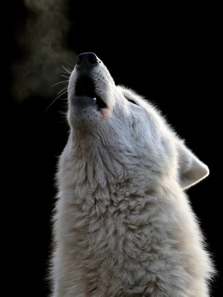 白色的哈德逊湾狼嗥叫 — 图库照片