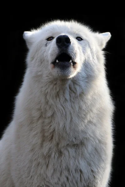 Lobo blanco de la bahía Hudson — Foto de Stock