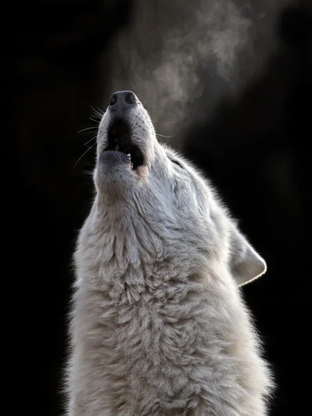 Howling White Hudson Bay Wolf — Stock Photo, Image