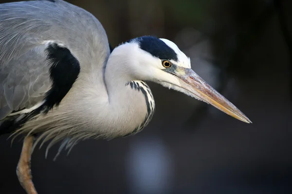 Garza azul pájaro —  Fotos de Stock