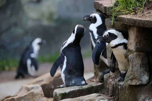 Legrační pinguins na kámen — Stock fotografie