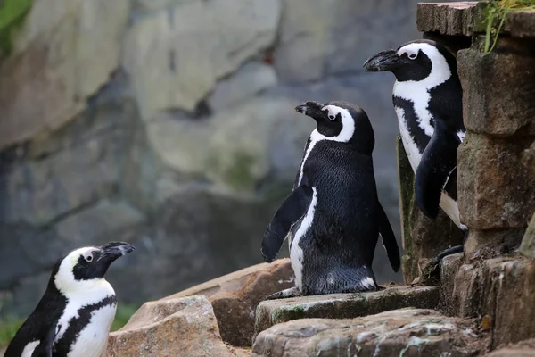 Legrační pinguins na kámen — Stock fotografie