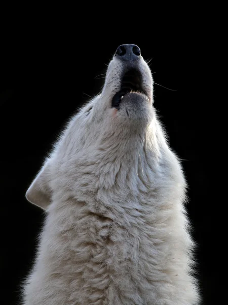 ᐈ Wolf howling stock pictures, Royalty Free white wolf howling images ...
