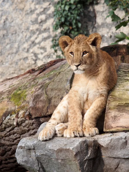 Jeune lion sur pierre — Photo