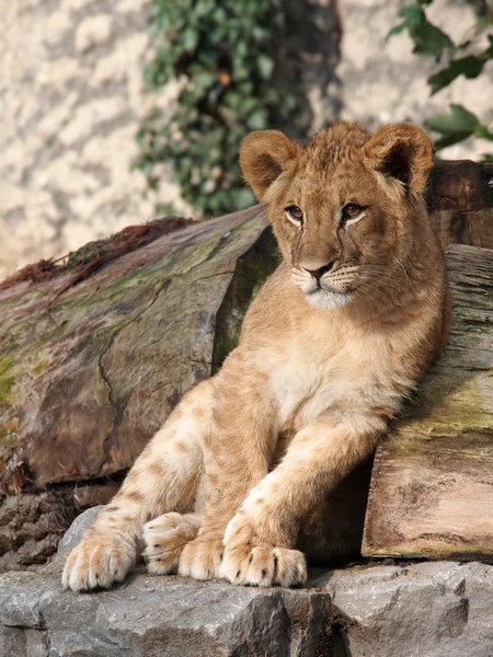 Jeune lion sur pierre — Photo