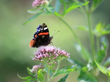Vanessa atalanta yaprak üzerinde