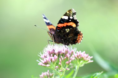 Vanessa atalanta yaprak üzerinde