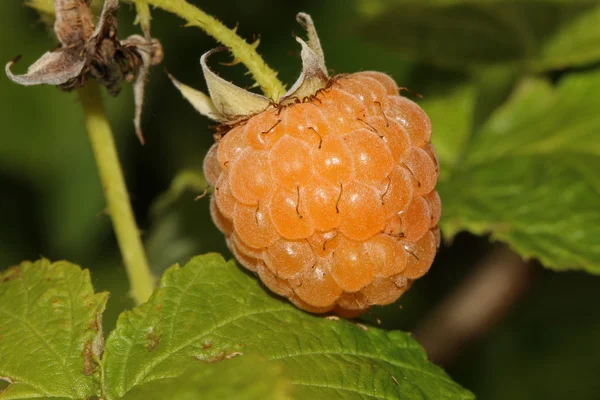 Raspberry in fruit garden — Stock Photo, Image