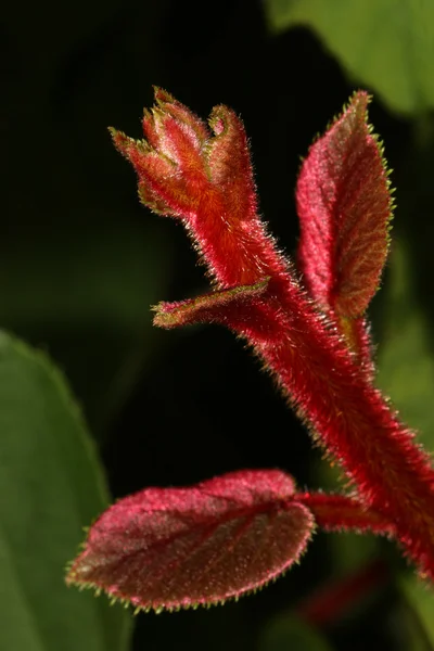붉은 색된 식물 — 스톡 사진