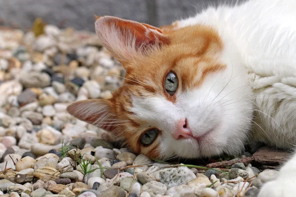 Döşeme ev kedisi — Stok fotoğraf