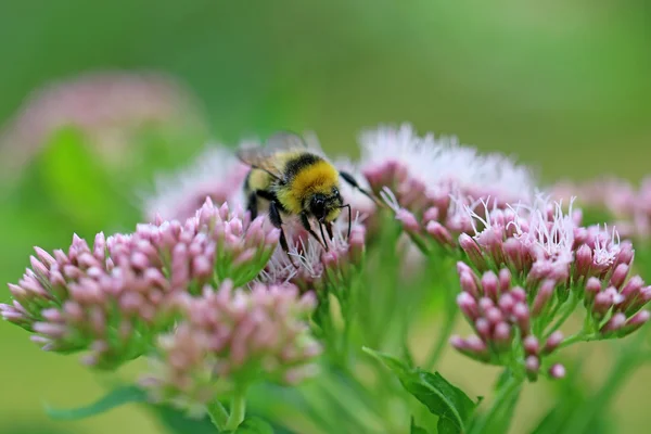 Bee on pink flower — Stock Photo, Image