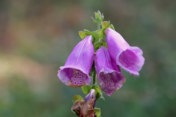 Violette Blauglockenblume — Stockfoto