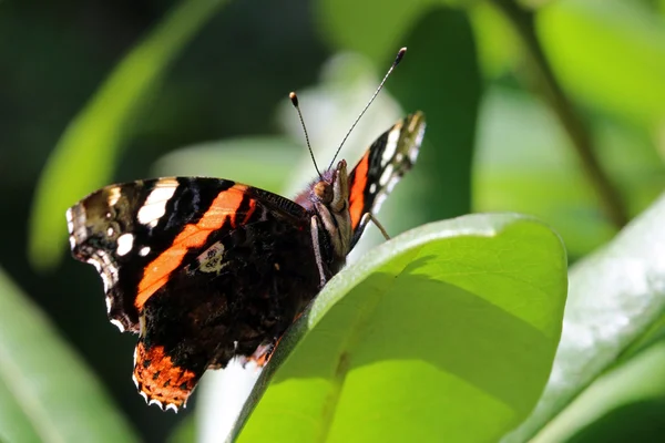 Vanessa atalanta on the leaf — Stock Photo, Image