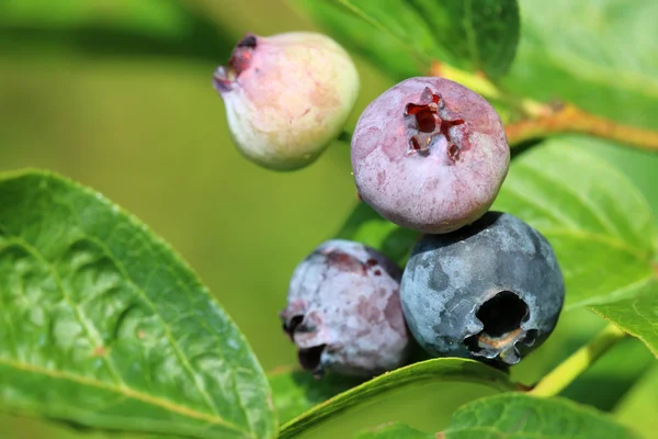 Blueberry with green leaves — Stock Photo, Image