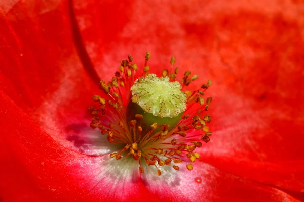 Parte central de la flor en flor — Foto de Stock