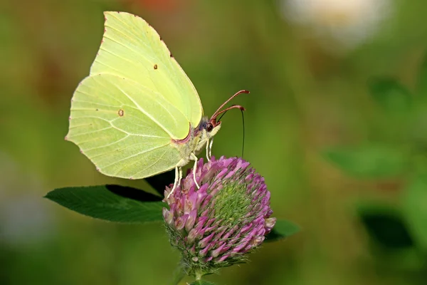 Schwefel auf Blume — Stockfoto