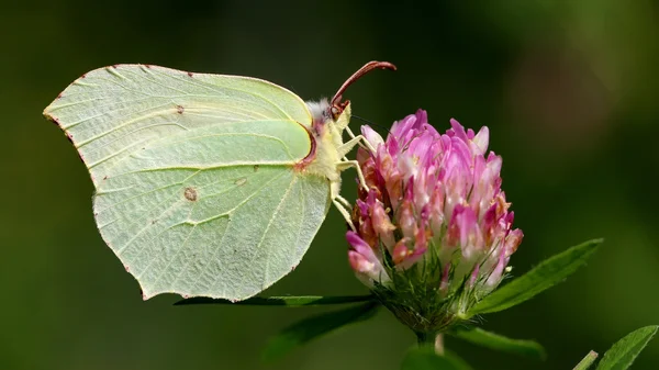 Le soufre commun sur la fleur — Photo