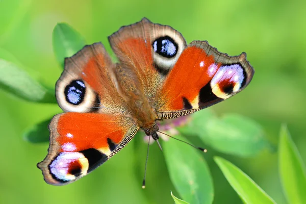 Pavão borboleta na grama — Fotografia de Stock