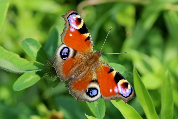 Farfalla pavone sull'erba — Foto Stock