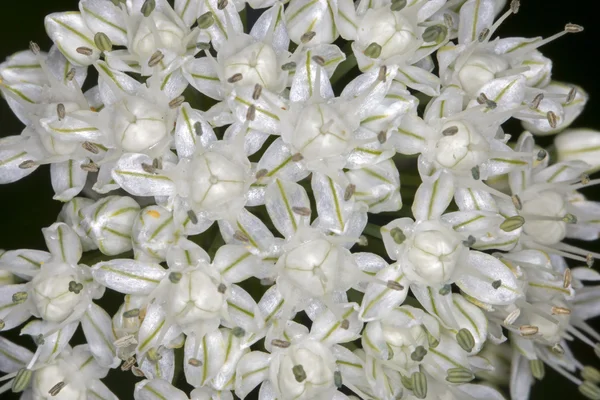 Beauté fleurs blanches — Photo