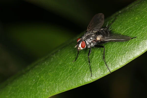 Fly on green leaf — Stock Photo, Image