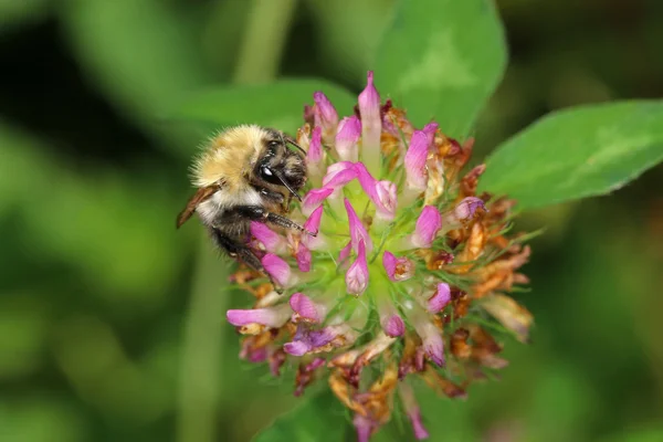 Bee on blossom flower — Stock Photo, Image