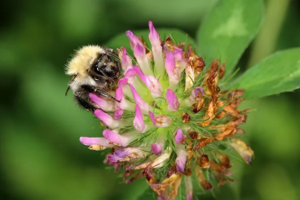 Bee on blossom flower — Stock Photo, Image