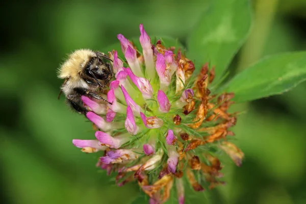 Méhecske virág virág — Stock Fotó