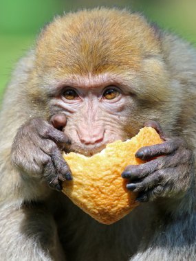 berber maymun ekmek yemek