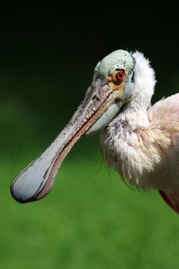 Platalea ajaja kafa