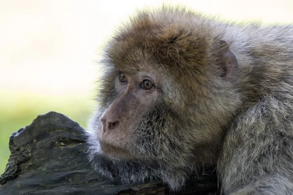 Baboon youngster monkey — Stock Photo, Image